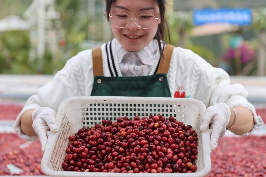 Traballadór ida hatudu kafé-sereja sira iha plantasaun kafé nian iha Pu'er, provínsia Yunnan, iha sudoeste Xina nian. (Foto husi Liang Zhiqiang/People's Daily Online)